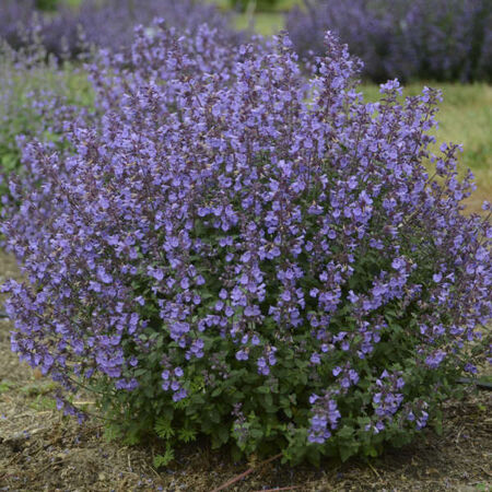 50 seeds Nepeta Mussinii Catmint